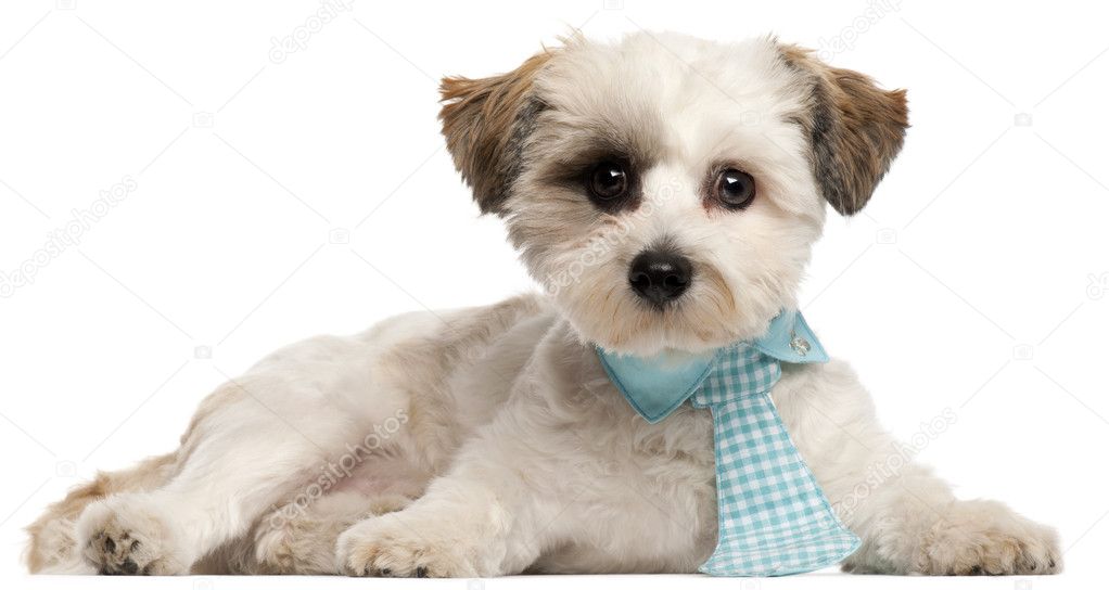 Shih Tzu, 8 months old, wearing a tie in front of white background