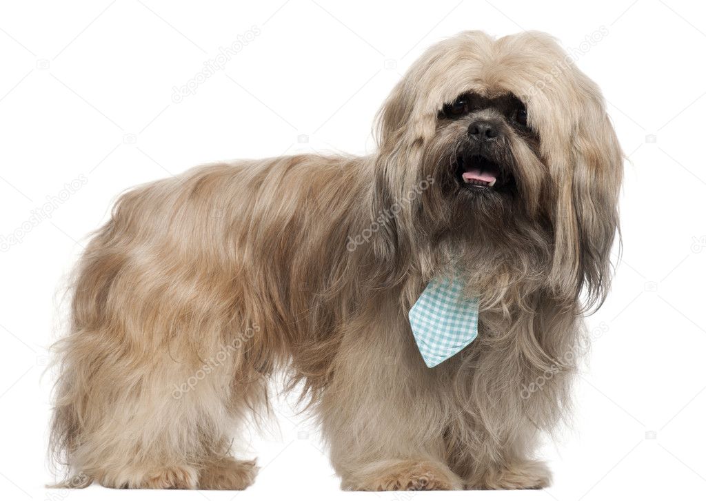 Lhasa Apso wearing a tie and standing in front of white background