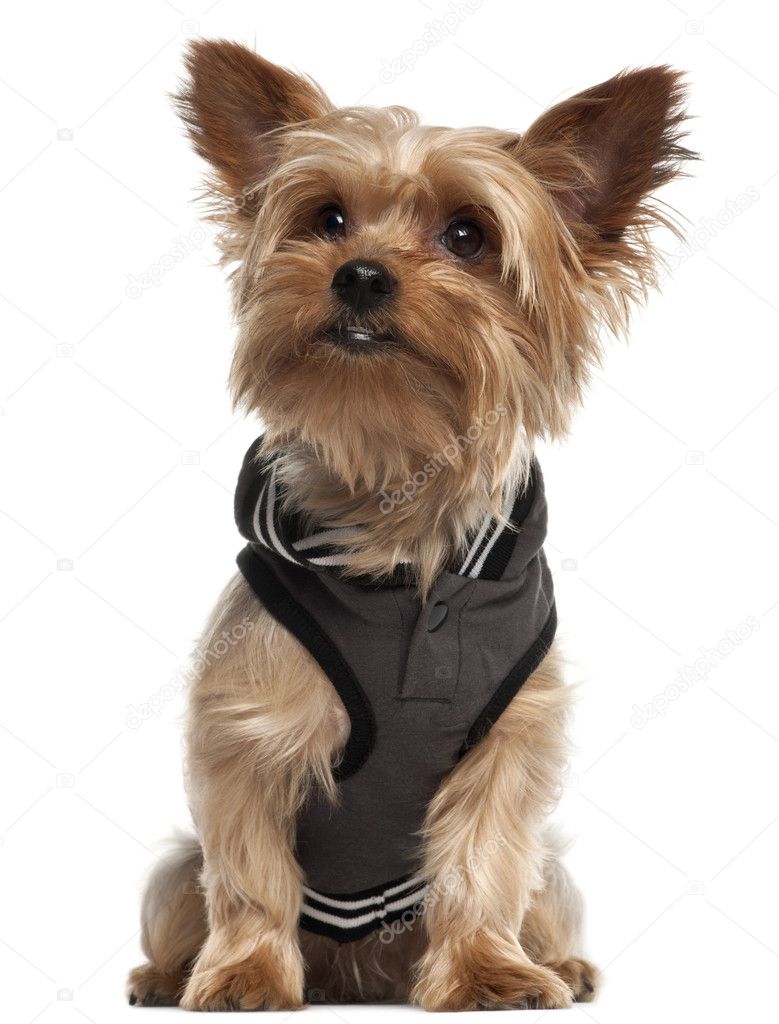 Yorkshire Terrier wearing vest and sitting in front of white background