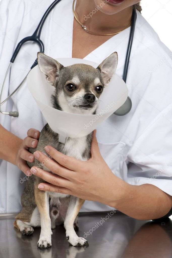 Vet holding a Chihuahua wearing a space collar in front of white background