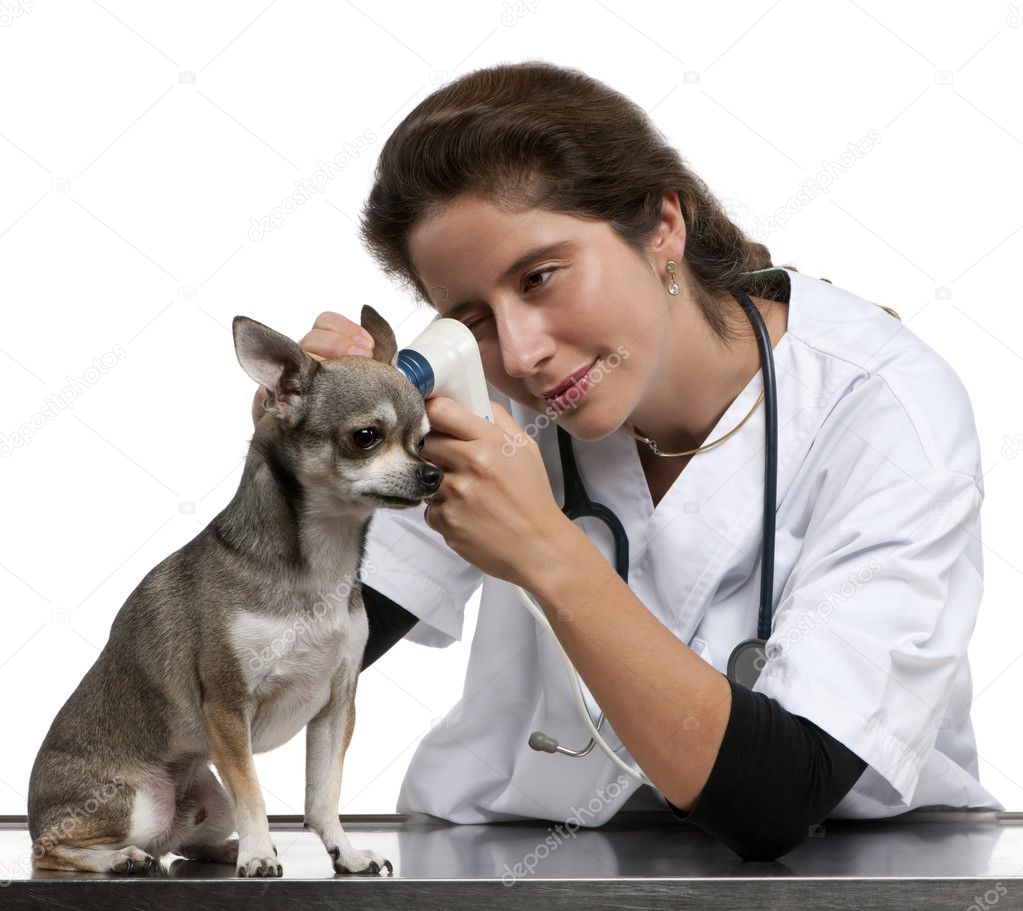 Vet examining a Chihuahua with an otoscope in front of white background
