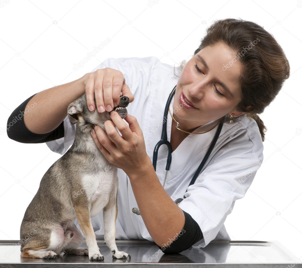 Vet examining a Chihuahua in front of white background