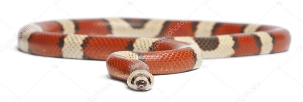 anery honduran milk snake