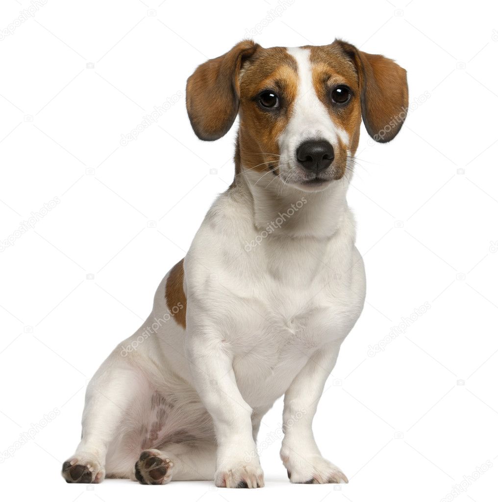 Jack Russell Terrier, 11 months old, sitting in front of white background