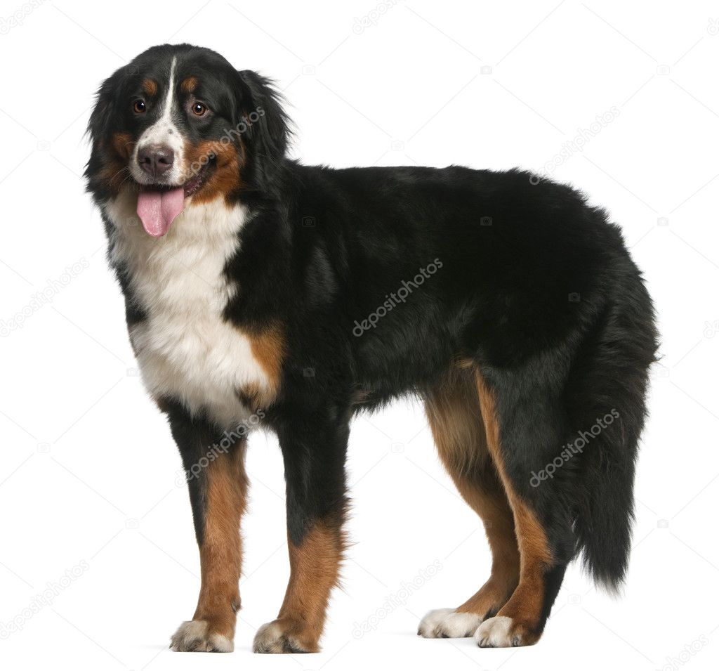 Bernese Mountain Dog, 12 months old, standing and panting in front of white background