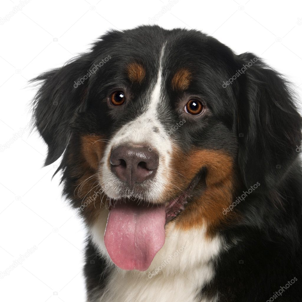Close-up of Bernese Mountain Dog, 12 months old, panting in front of white background