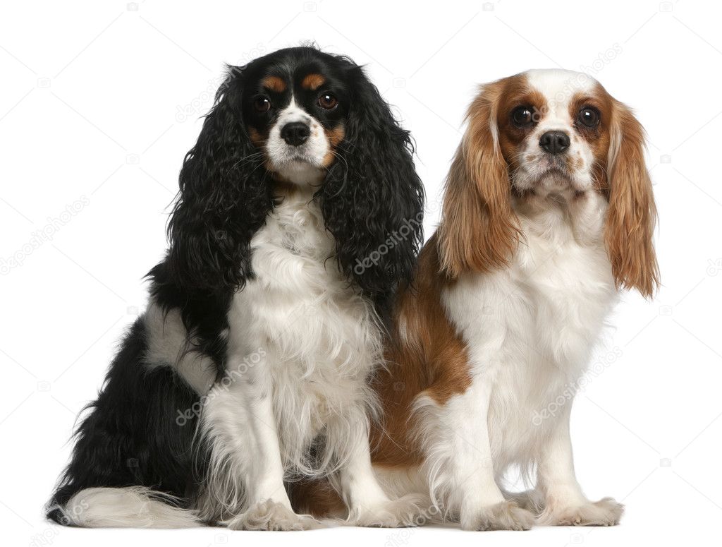 Cavalier King Charles Spaniels, 2 and 3 years old, sitting in front of white background