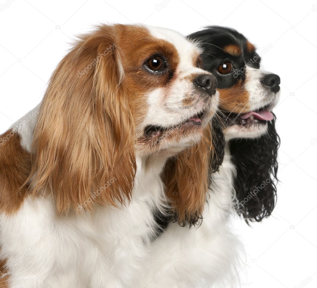Close-up of Cavalier King Charles Spaniels, 2 and 3 years old, in front of white background