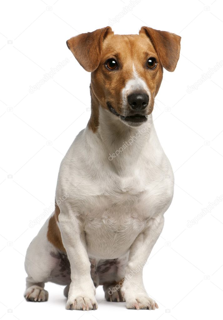 Jack Russell Terrier, 12 months old, sitting in front of white background