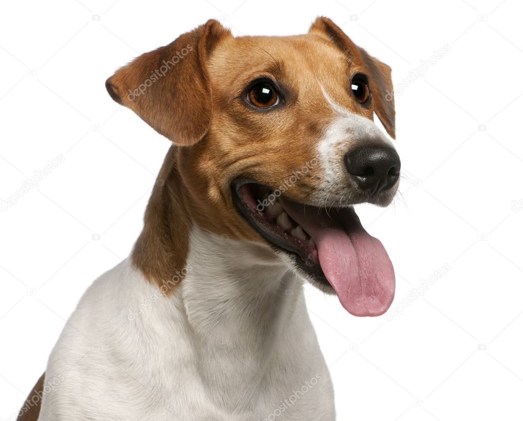 Close-up of Jack Russell Terrier, 12 months old, in front of white background
