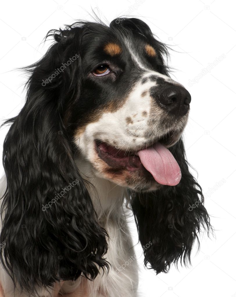 Close-up of English Cocker Spaniel, in front of white background