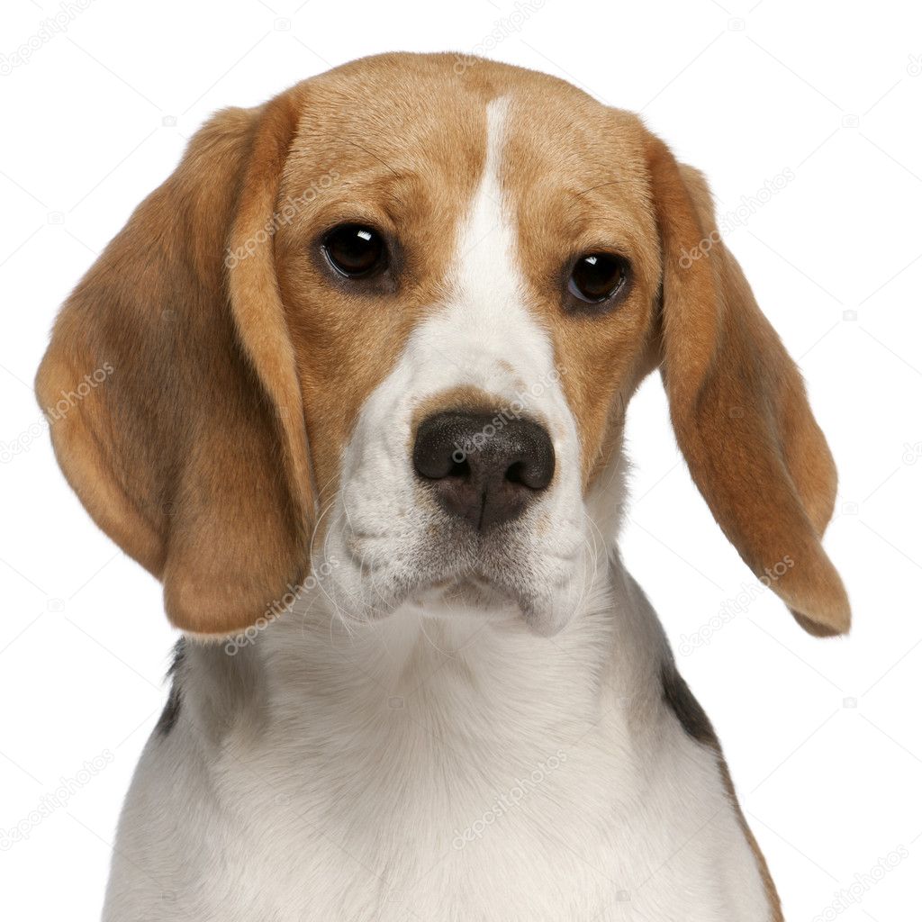 Close-up of Beagle puppy, 6 months old, in front of white background