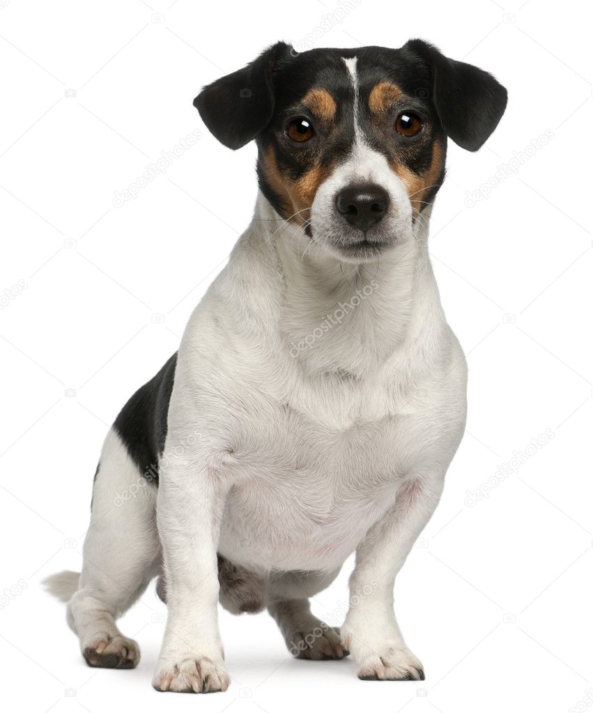 Jack Russell Terrier, 4 years old, sitting in front of white background