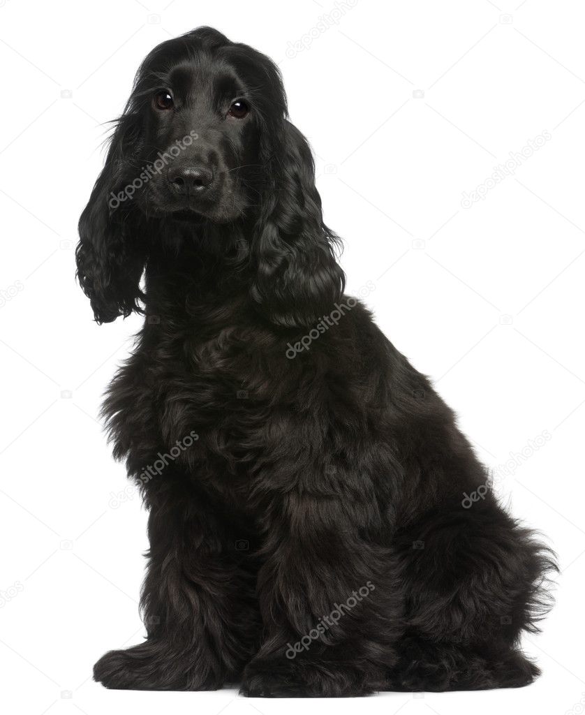 English Cocker Spaniel puppy, 5 months old, sitting in front of white background