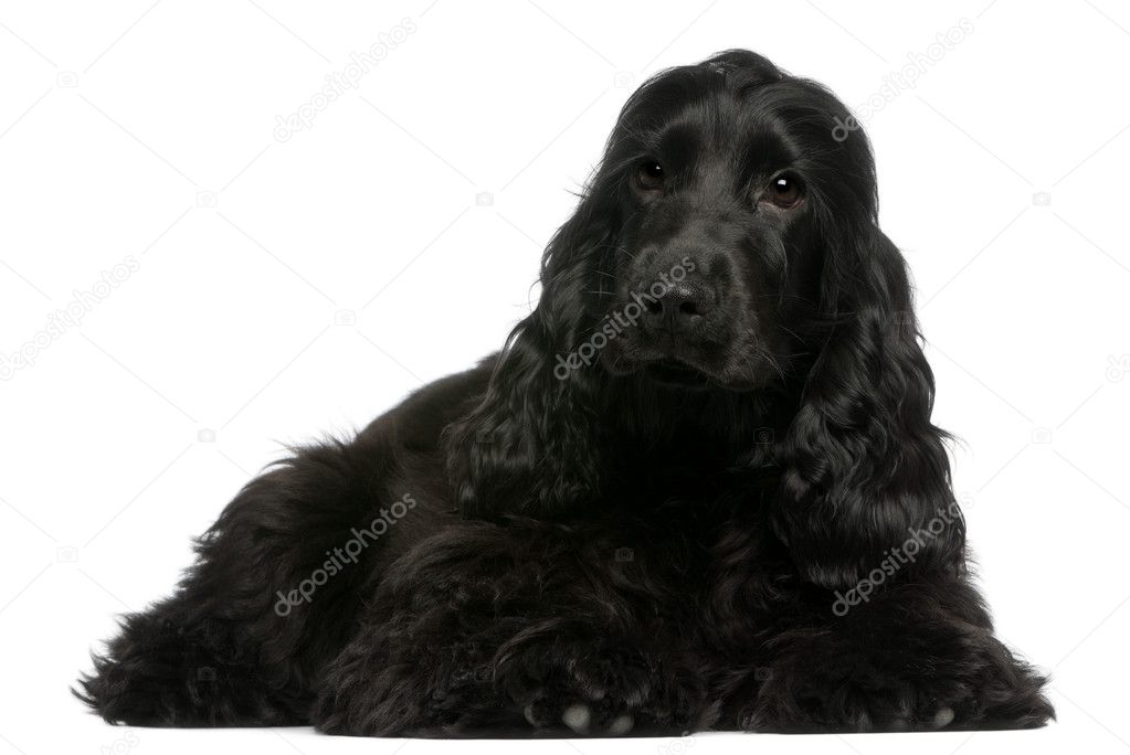 English Cocker Spaniel puppy, 5 months old, lying in front of white background