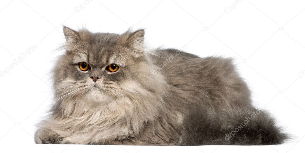 Grey cat lying in front of white background