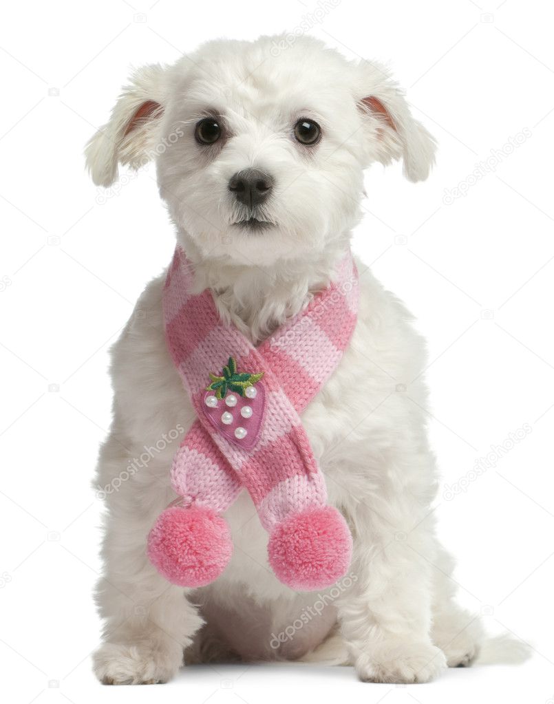 Maltese dog, 1 year old, sitting in front of white background