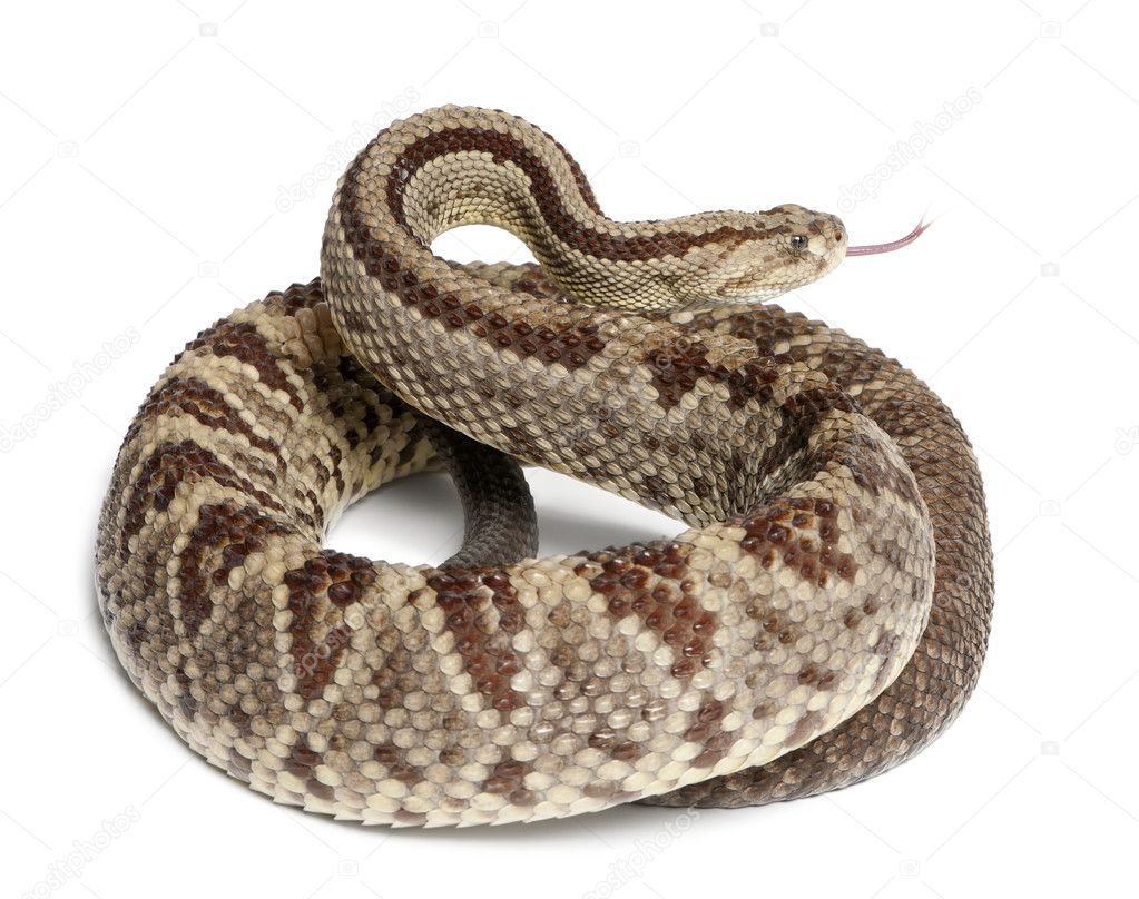 South American rattlesnake - Crotalus durissus, poisonous, whit