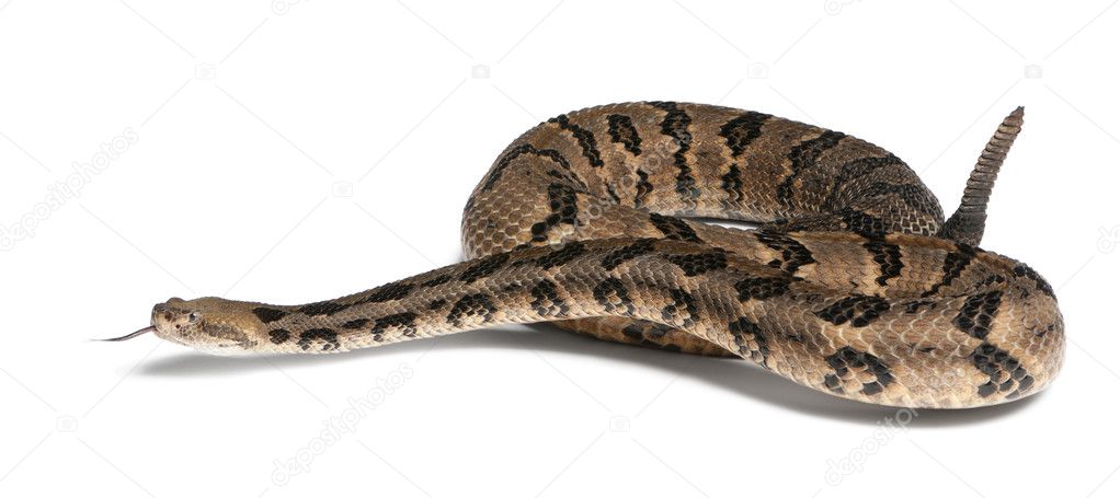 Timber rattlesnake - Crotalus horridus atricaudatus, poisonous,