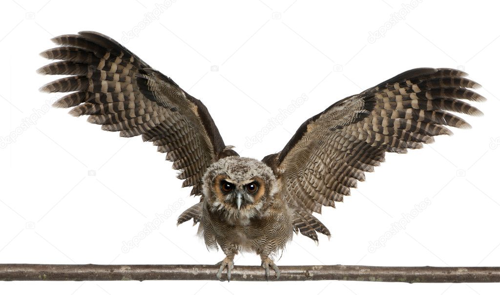 Portrait of Brown Wood Owl, Strix leptogrammica, flying in front