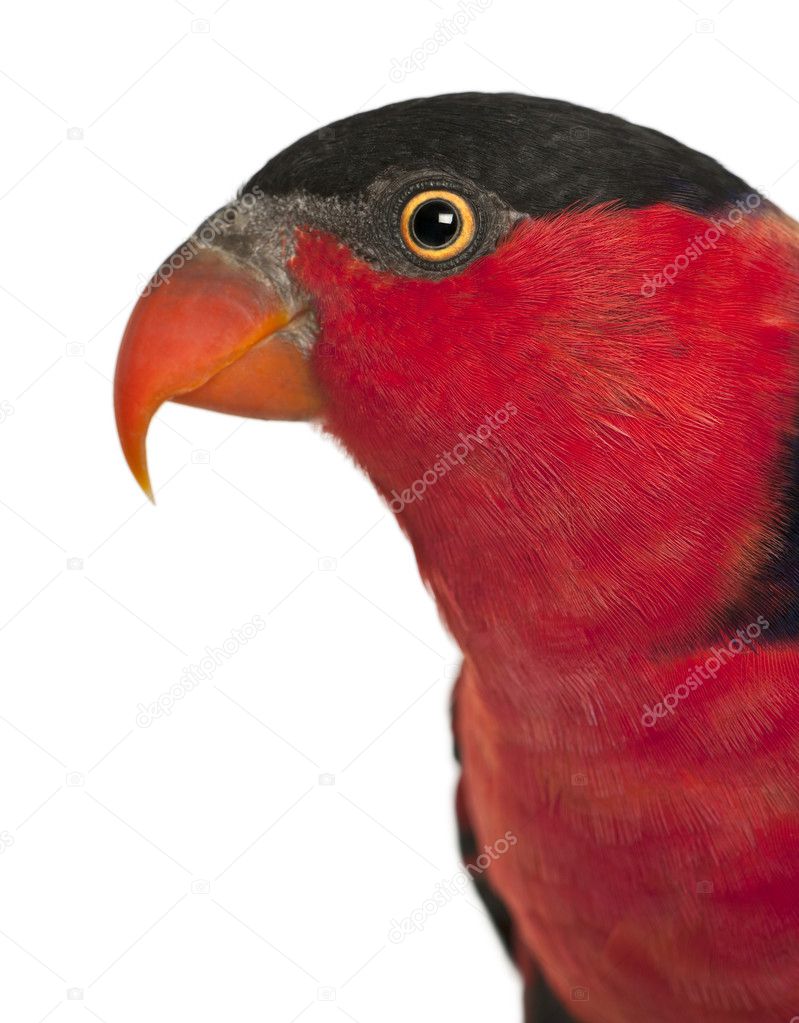 Portrait of Black-capped Lory, Lorius lory, also known as Western Black-capped Lory or the Tricolored Lory, a parrot in front of white background