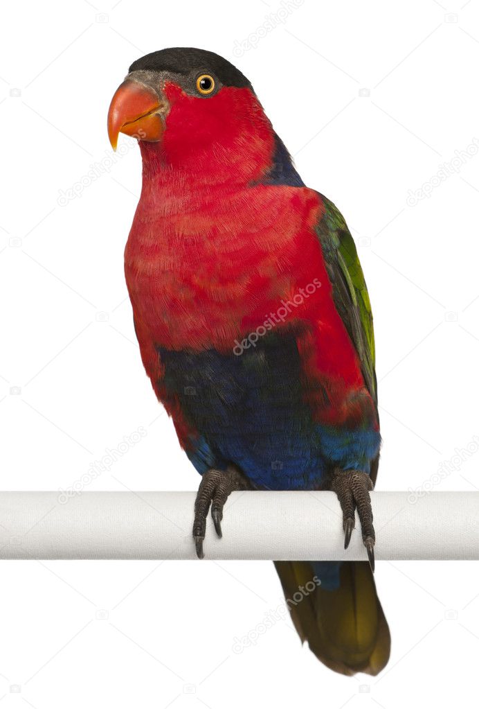 Portrait of Black-capped Lory, Lorius lory, also known as Western Black-capped Lory or the Tricolored Lory, a parrot, perching in front of white background