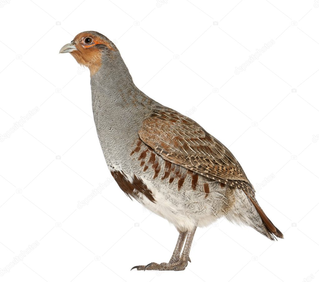 Grey Partridge, Perdix perdix, also known as the English Partridge, Hungarian Partridge, or Hun, a game bird in the pheasant family, standing in front of white background
