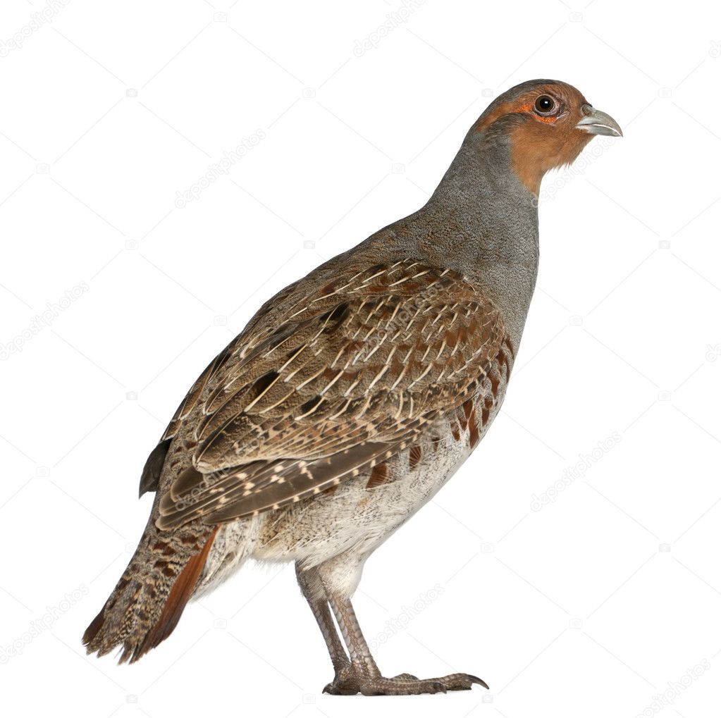 Portrait of Grey Partridge, Perdix perdix, also known as the English Partridge, Hungarian Partridge, or Hun, a game bird in the pheasant family, standing in front of white background