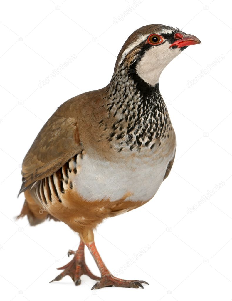 Red-legged Partridge or French Partridge, Alectoris rufa, a game bird in the pheasant family in front of white background