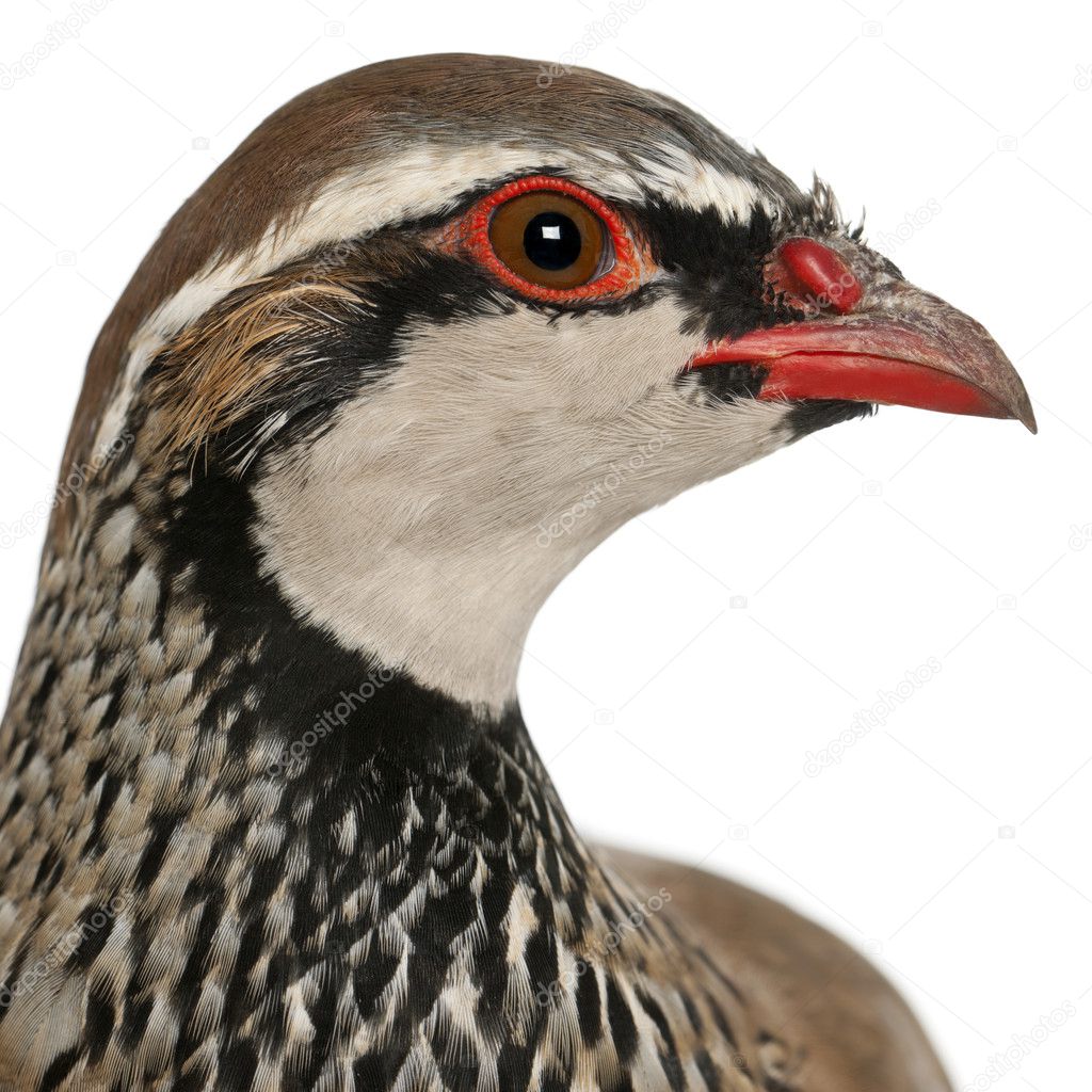 Close up of Red-legged Partridge or French Partridge, Alectoris rufa, a game bird in the pheasant family in front of white background