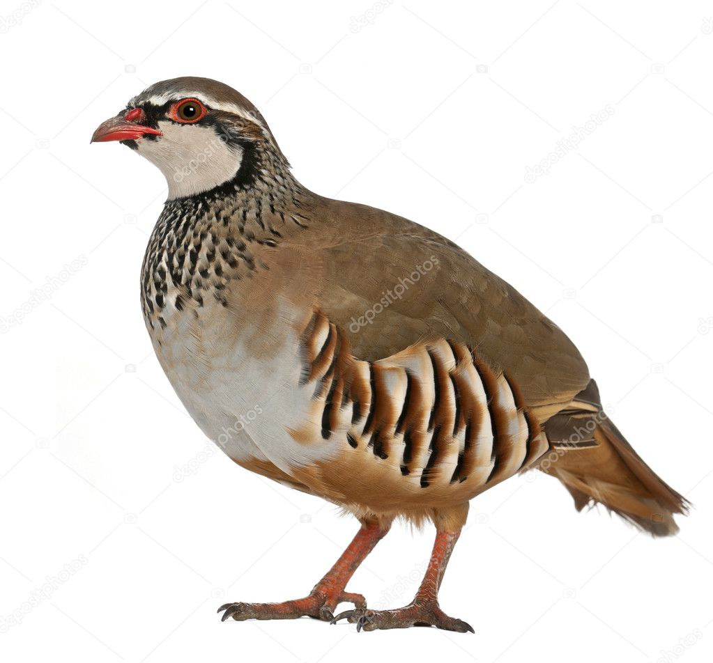 Portrait of Red-legged Partridge or French Partridge, Alectoris rufa, a game bird in the pheasant family, standing in front of white background