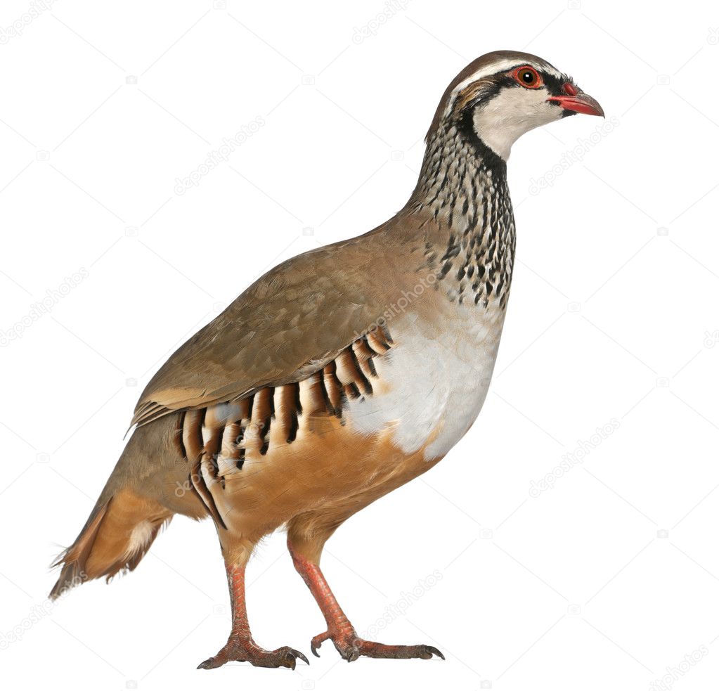 Red-legged Partridge or French Partridge, Alectoris rufa, a game bird in the pheasant family, standing in front of white background