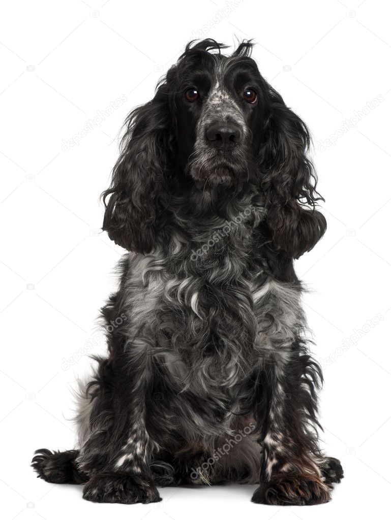 English Cocker Spaniel, 4 years old, sitting in front of white background