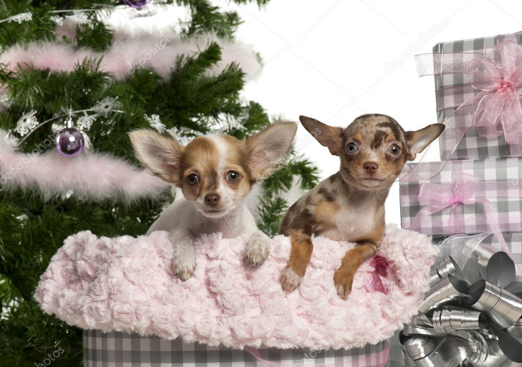 Chihuahua puppy, 4 months old, with Christmas gifts in front of white background