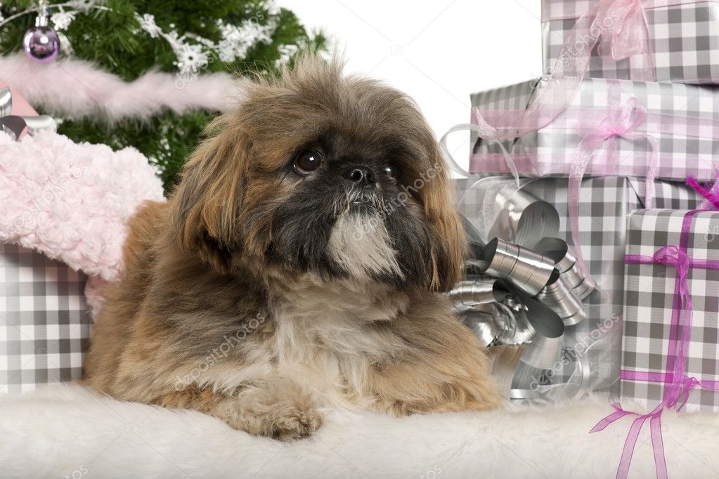 Lhasa Apso, 1 year old, lying with Christmas gifts in front of white background