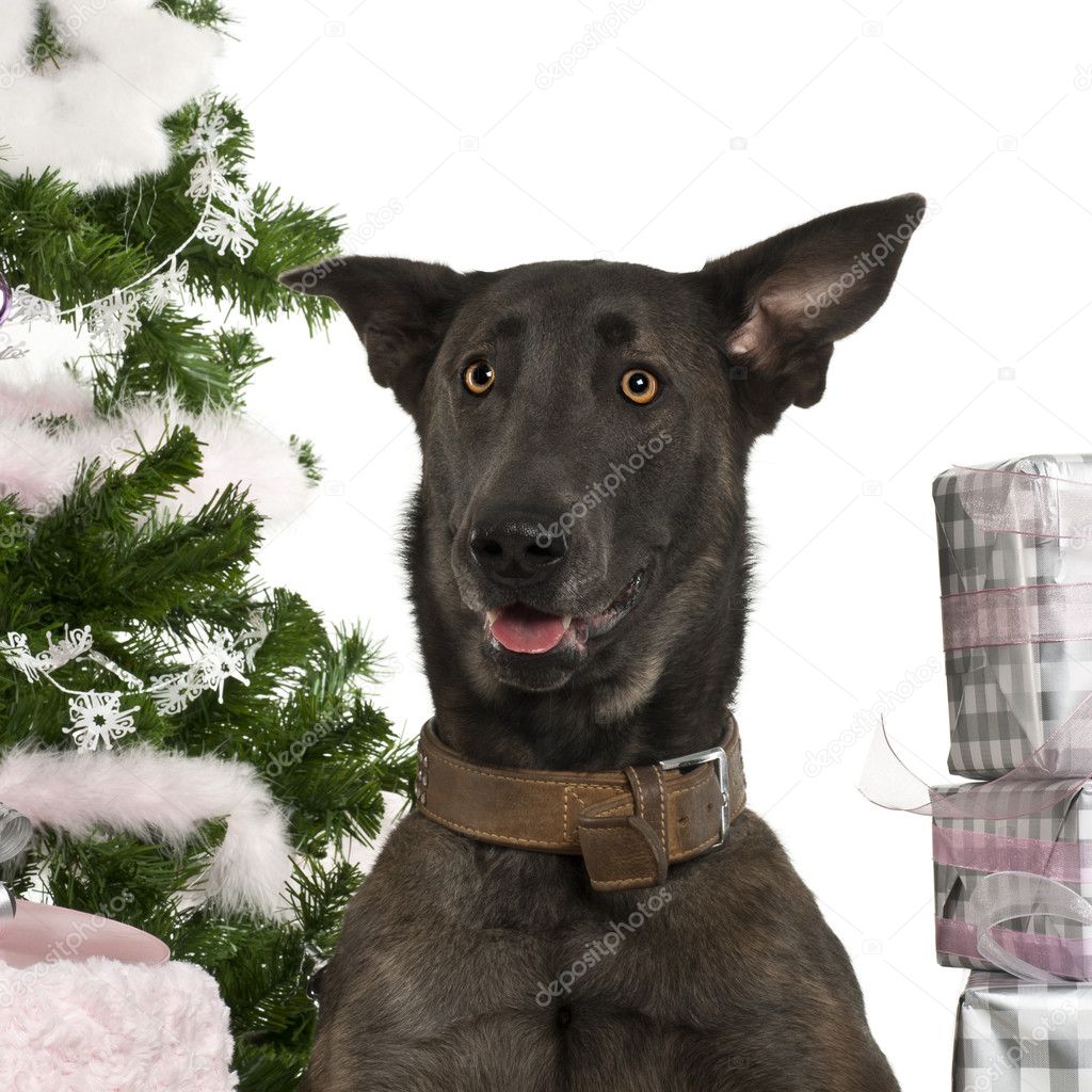 Close-up of Belgian Shepherd Dog, Malinois, 20 months old, with Christmas gifts in front of white background