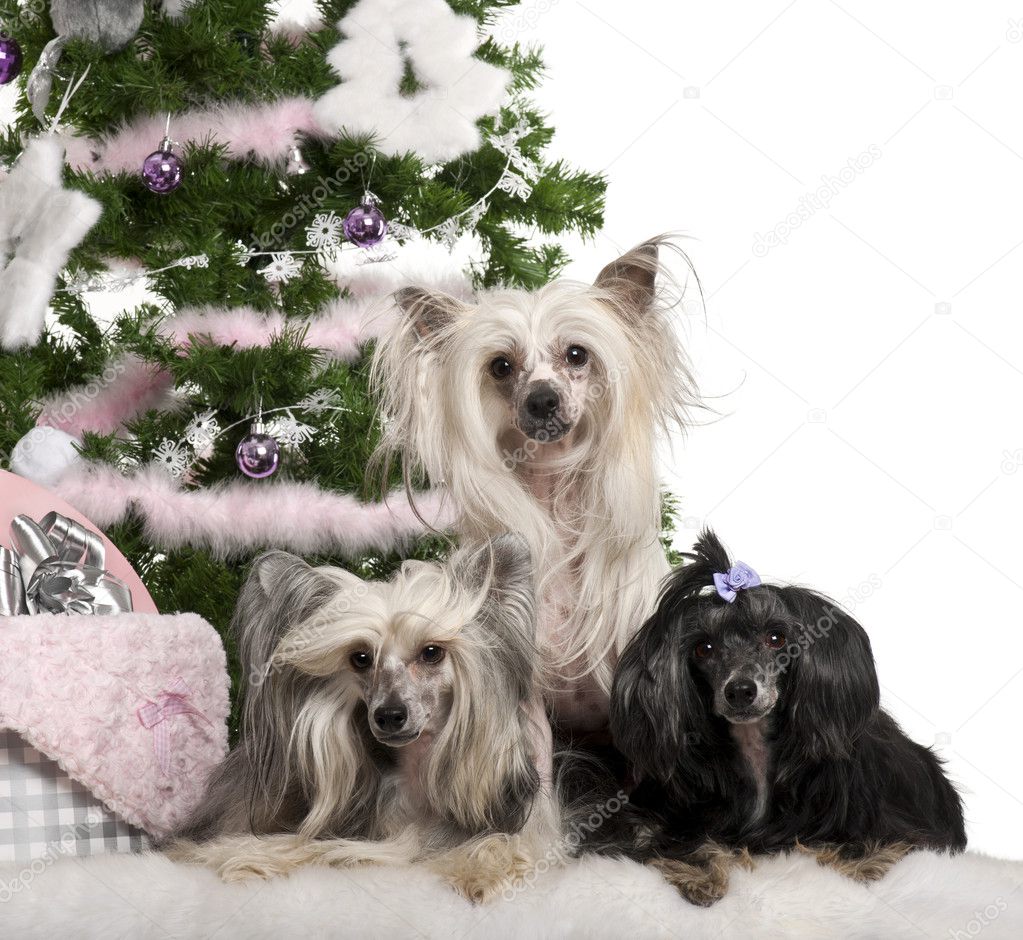 Chinese Crested Dogs, 6, 4 and 9 years old, lying with Christmas gifts in front of white background