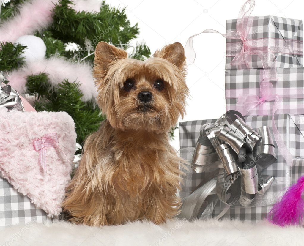 Yorkshire Terrier, 1 year old, sitting with Christmas tree and gifts in front of white background