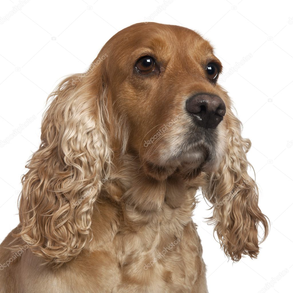 English Cocker Spaniel, 4 years old, in front of white background