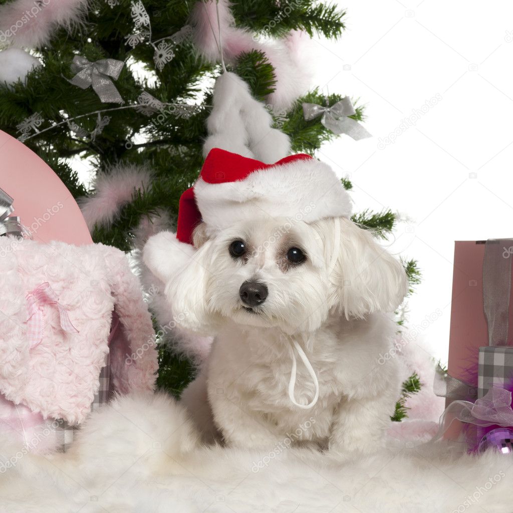 Maltese, 2 years old, with Christmas tree and gifts in front of white background
