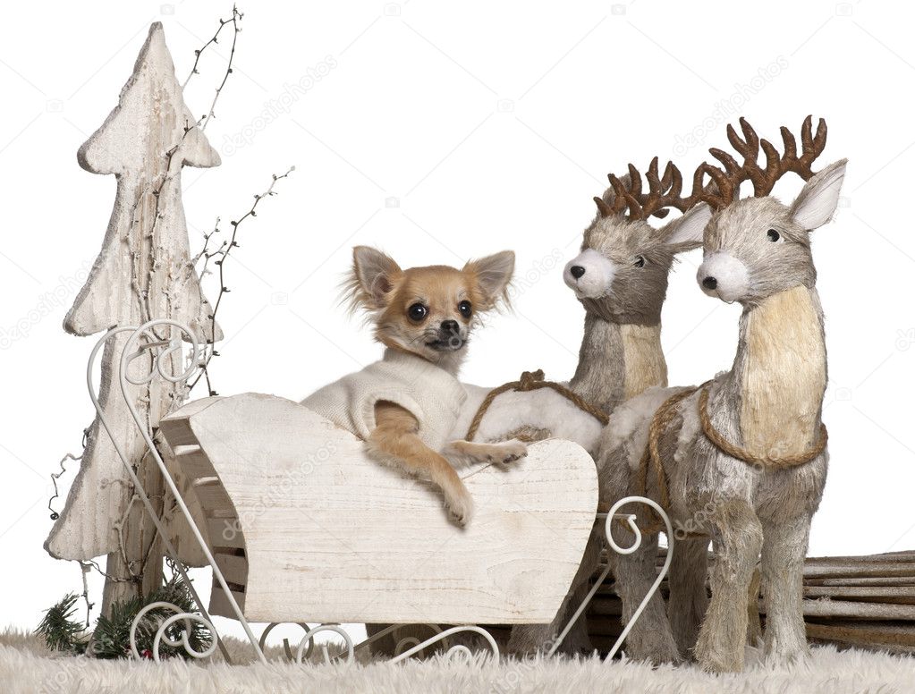 Chihuahua puppy, 6 months old, in Christmas sleigh in front of white background