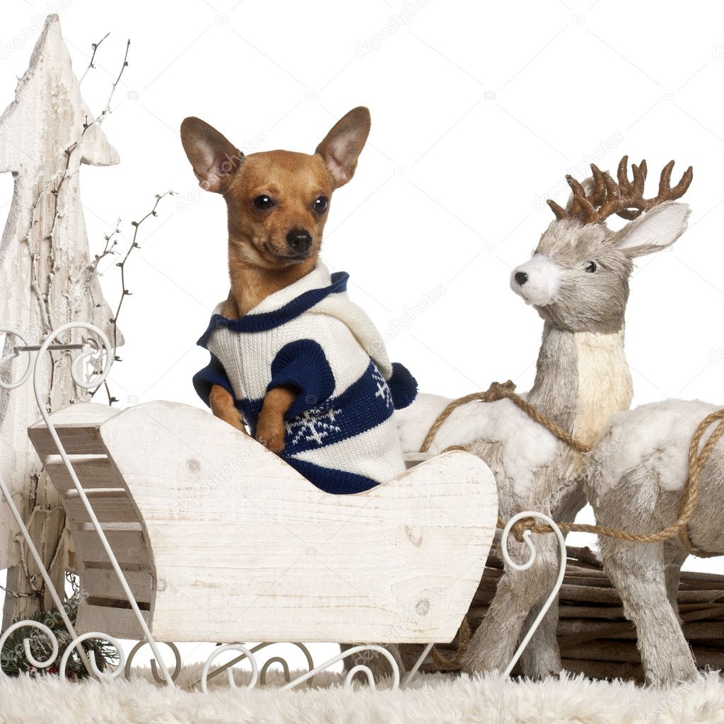Chihuahua, 2 years old, in Christmas sleigh in front of white background