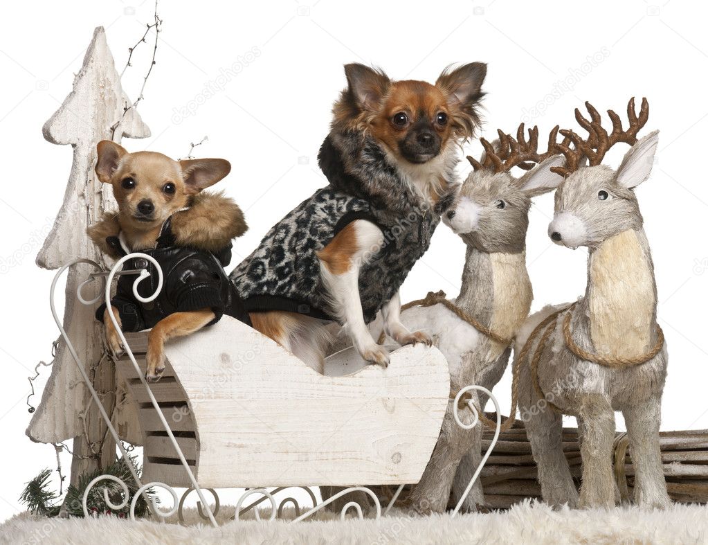 Chihuahua puppy, 6 months old, and Chihuahua, 9 months old, in Christmas sleigh in front of white background
