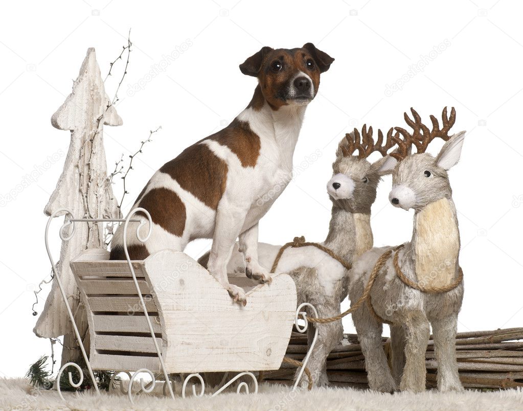 Jack Russell Terrier, 2 years old, in Christmas sleigh in front of white background