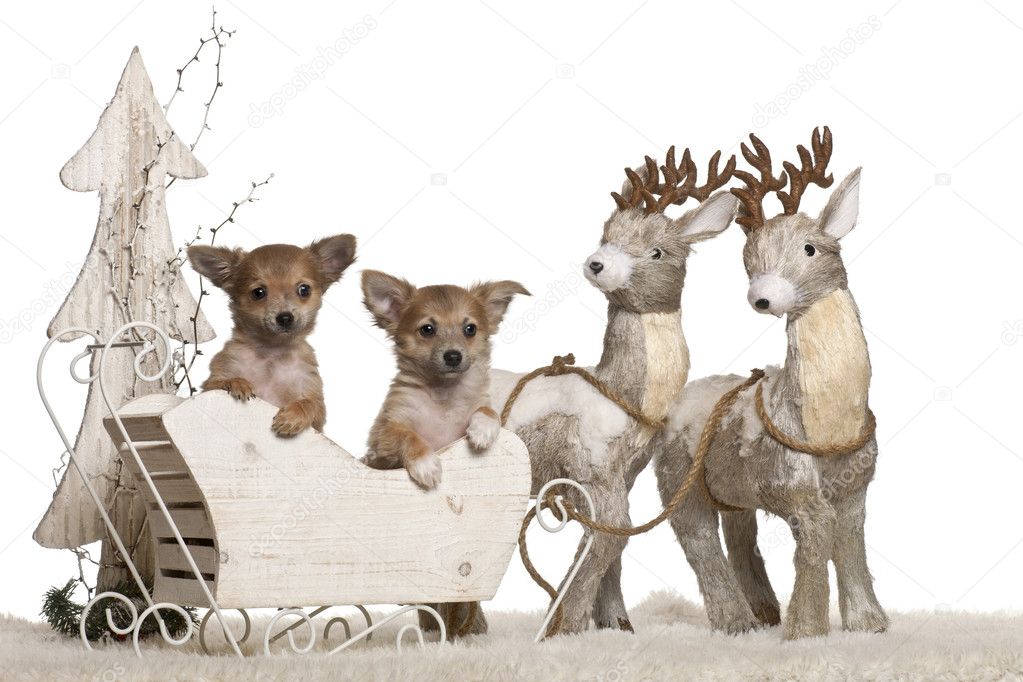 Chihuahua puppies, 3 months old, in Christmas sleigh in front of white background