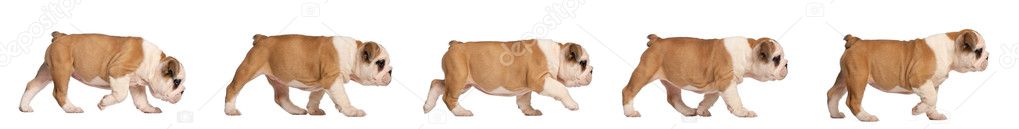 English Bulldog puppy tracking, 2 months old