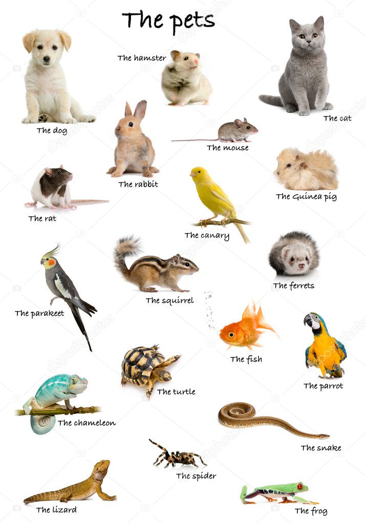Collage of pets and animals in English in front of white background, studio shot
