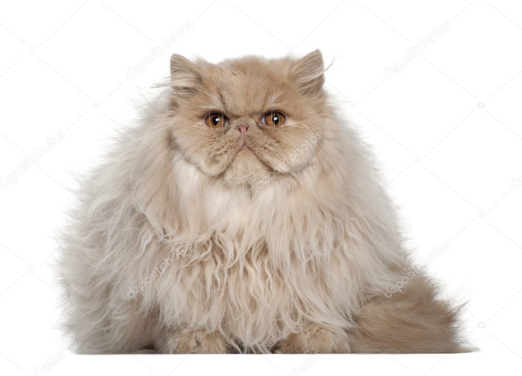 Portrait of Persian cat, 5 months old, sitting in front of white background