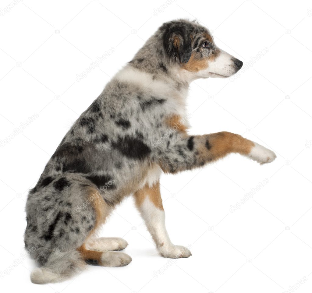 Puppy Australian shepherd playing, 5 months old, sitting in front of white background