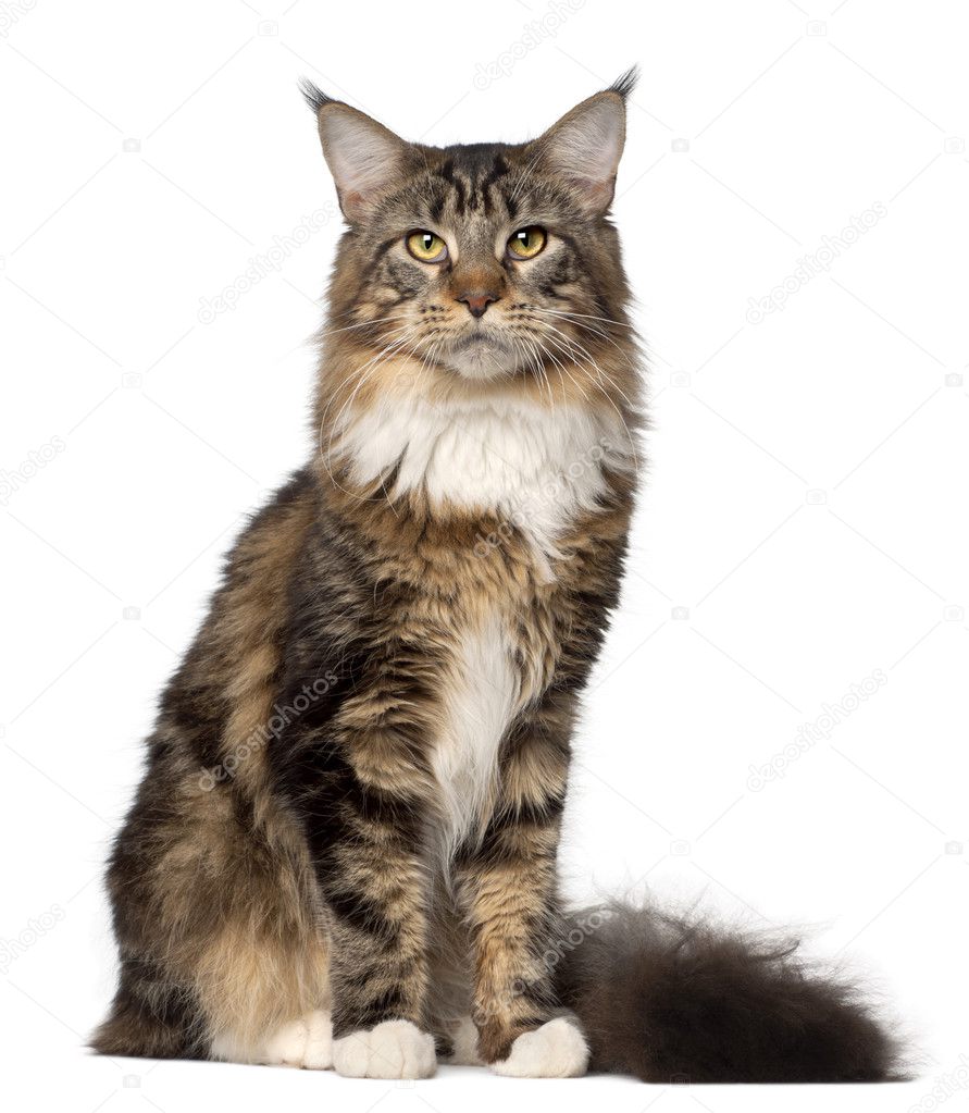 Portrait of Maine Coon cat, 10 months old, sitting in front of white background